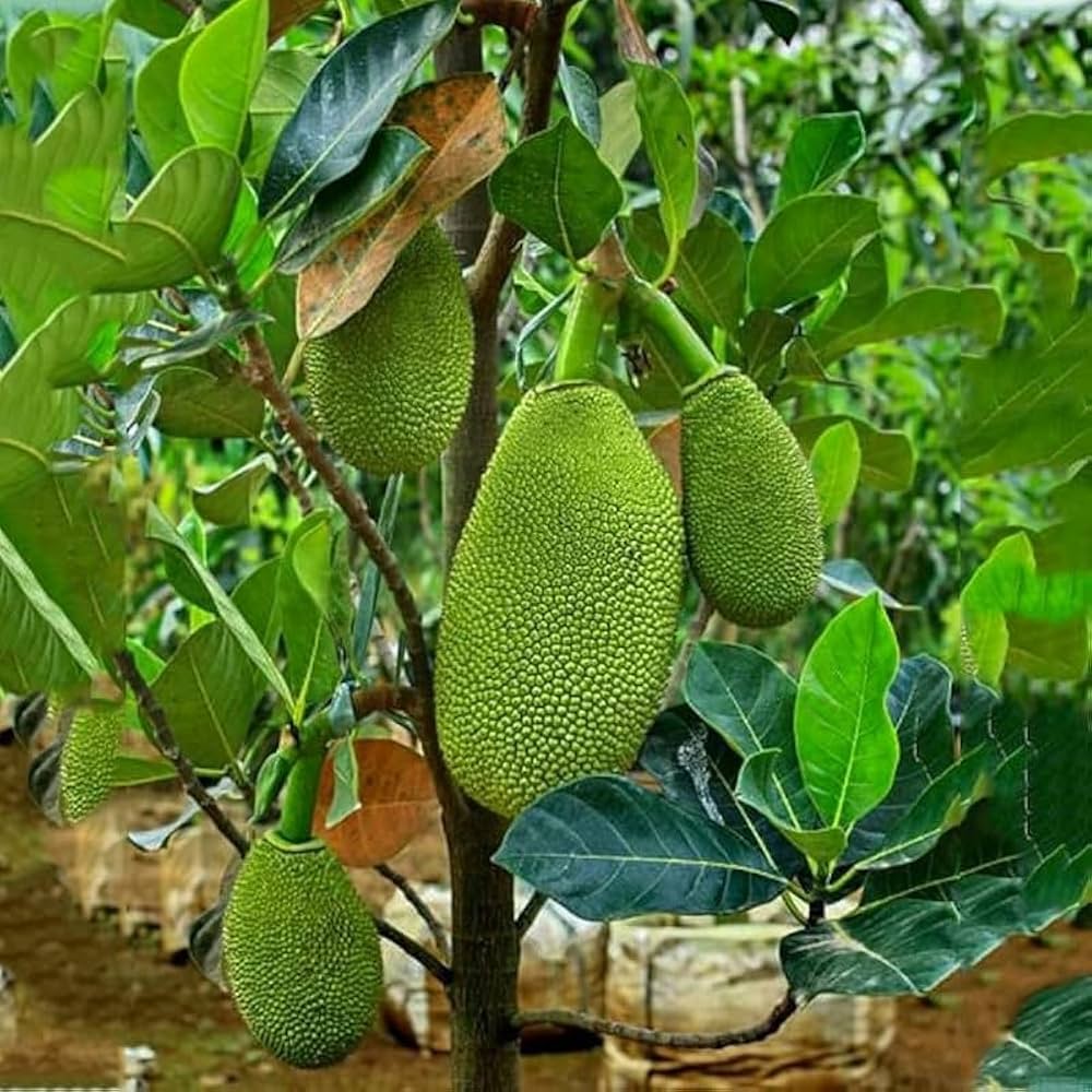 All Season Jackfruit Plants — Jackfruit sapling available at Agro Nursery Garden